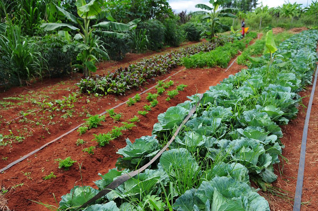 L'Agroecologia, alternativa attuabile e sostenibile all'agricoltura  industriale